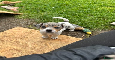 Jack Russell dogs - Advert 9