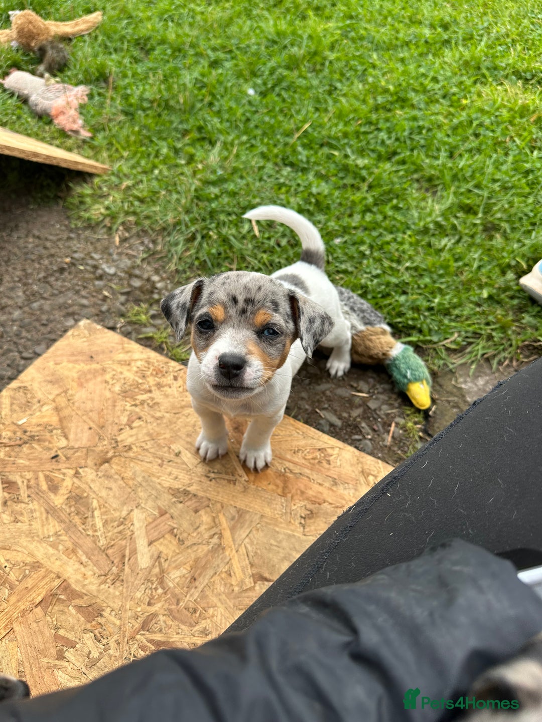 Jack Russell dogs for sale: Gorgeous Jack Russell Boys - Image 3