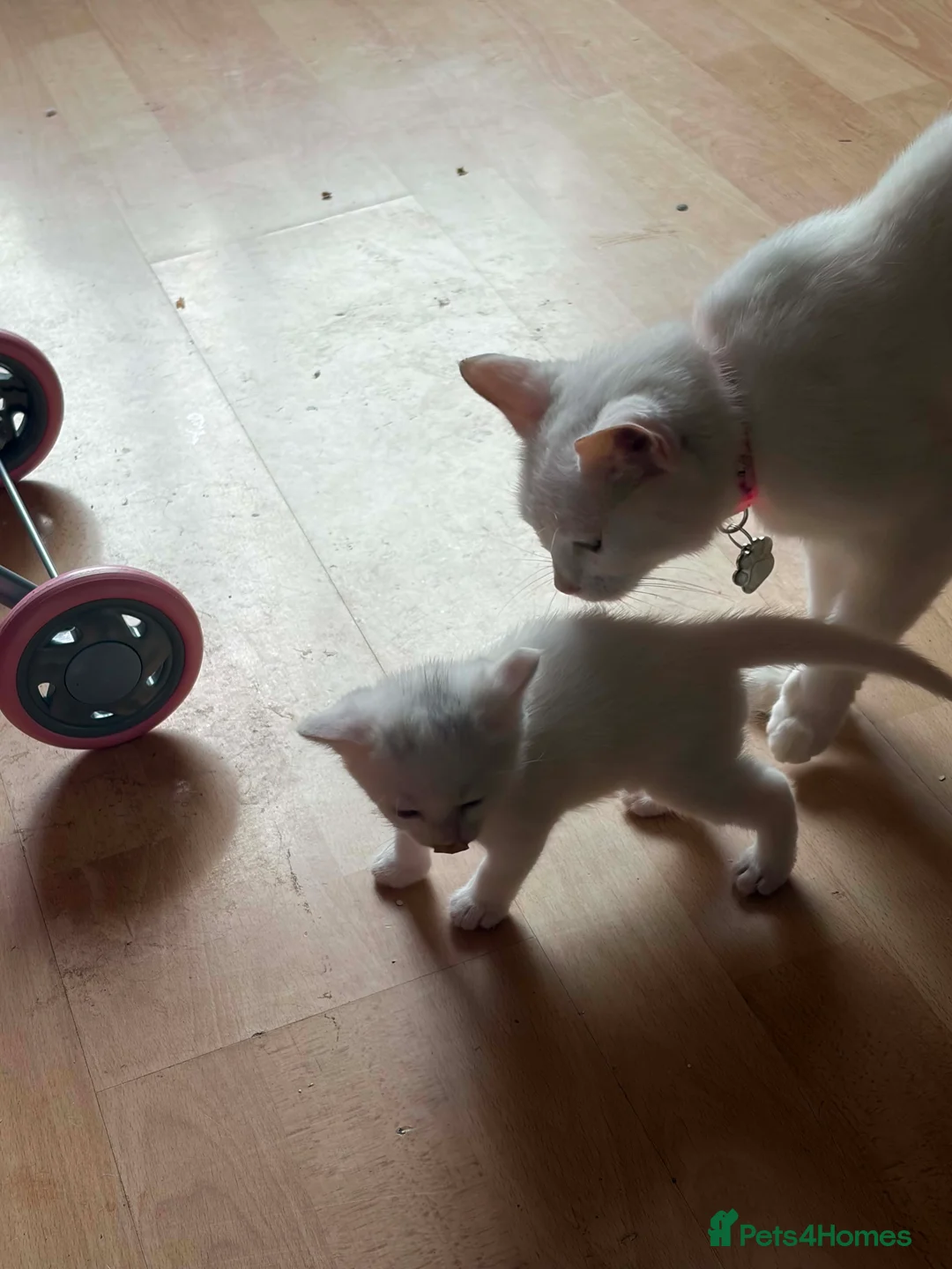 British Shorthair cats for sale: Smudge - Advert 2