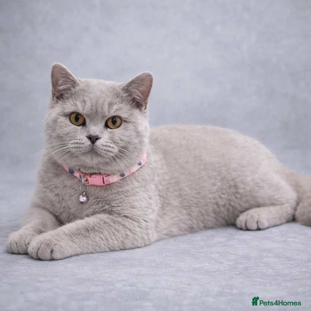 British Shorthair cats for sale: RARE Flame Point And Fawn Lilac British Shorthairs - Advert 3
