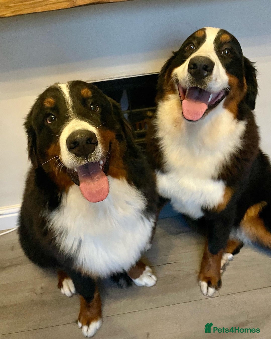 Bernese Mountain Dog dogs for sale: Family pets looking for forever home  - Advert 2