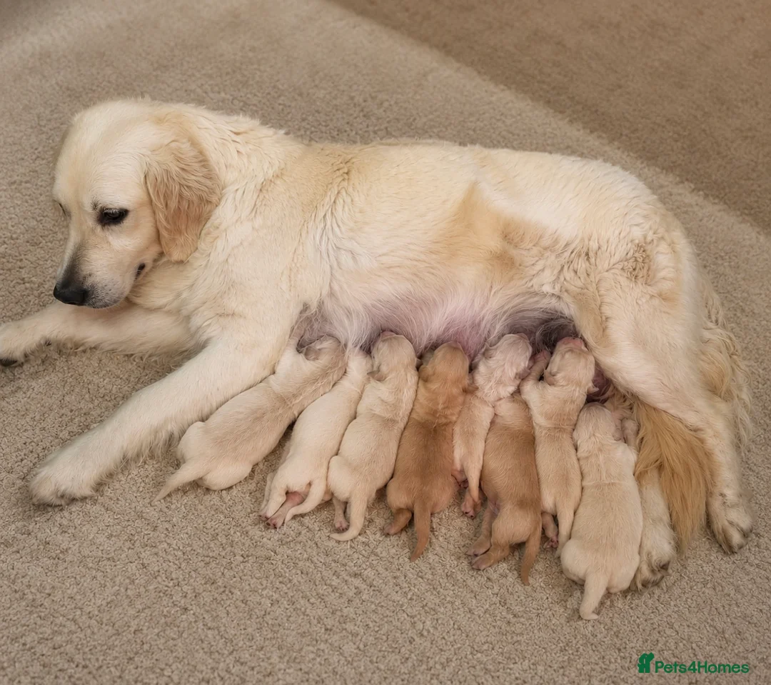 Golden Retriever dogs for sale: KC Golden Retrievers -  Health Tested Parents 🧬 - Advert 2