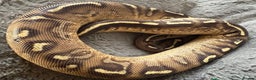 Python Snake reptiles for sale: Female royal pythons - Advert 2