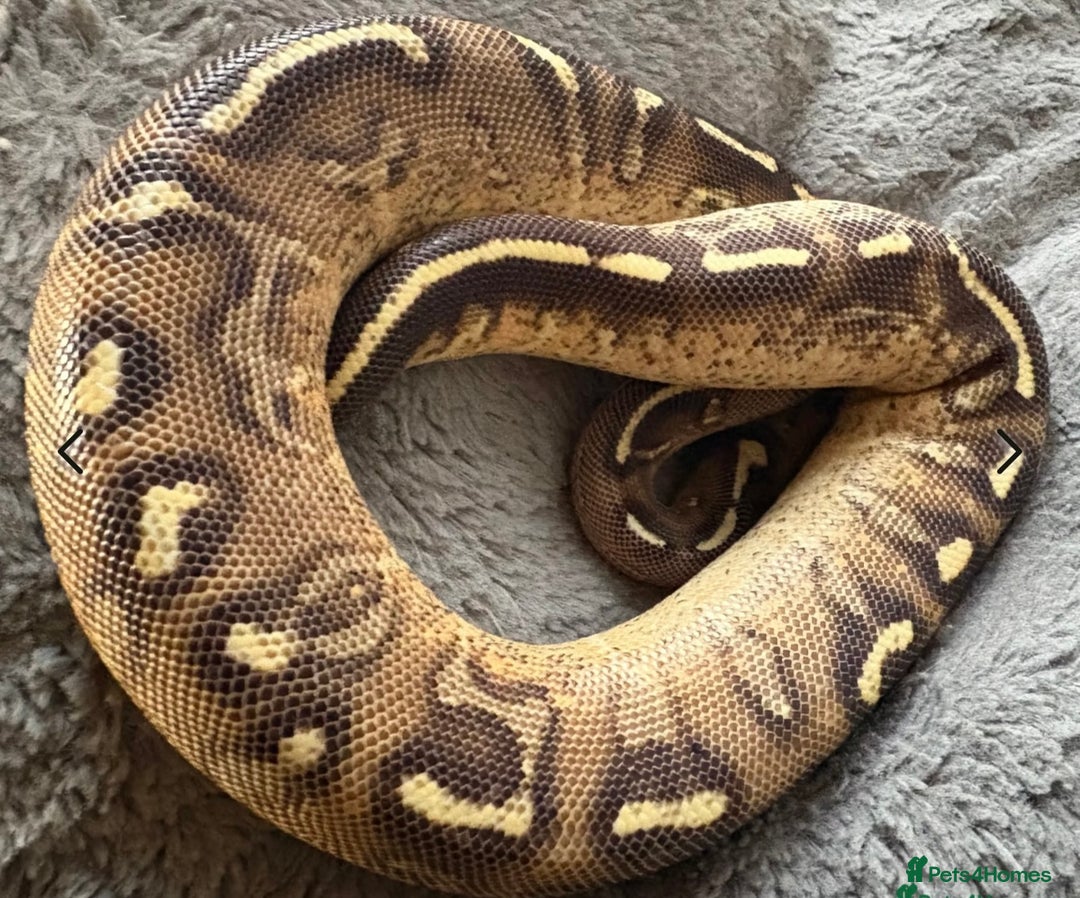 Python Snake reptiles for sale: Female royal pythons - Image 2