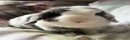 Mini Lop rabbits for sale: Pure bred show quality mini lops  - Advert 12