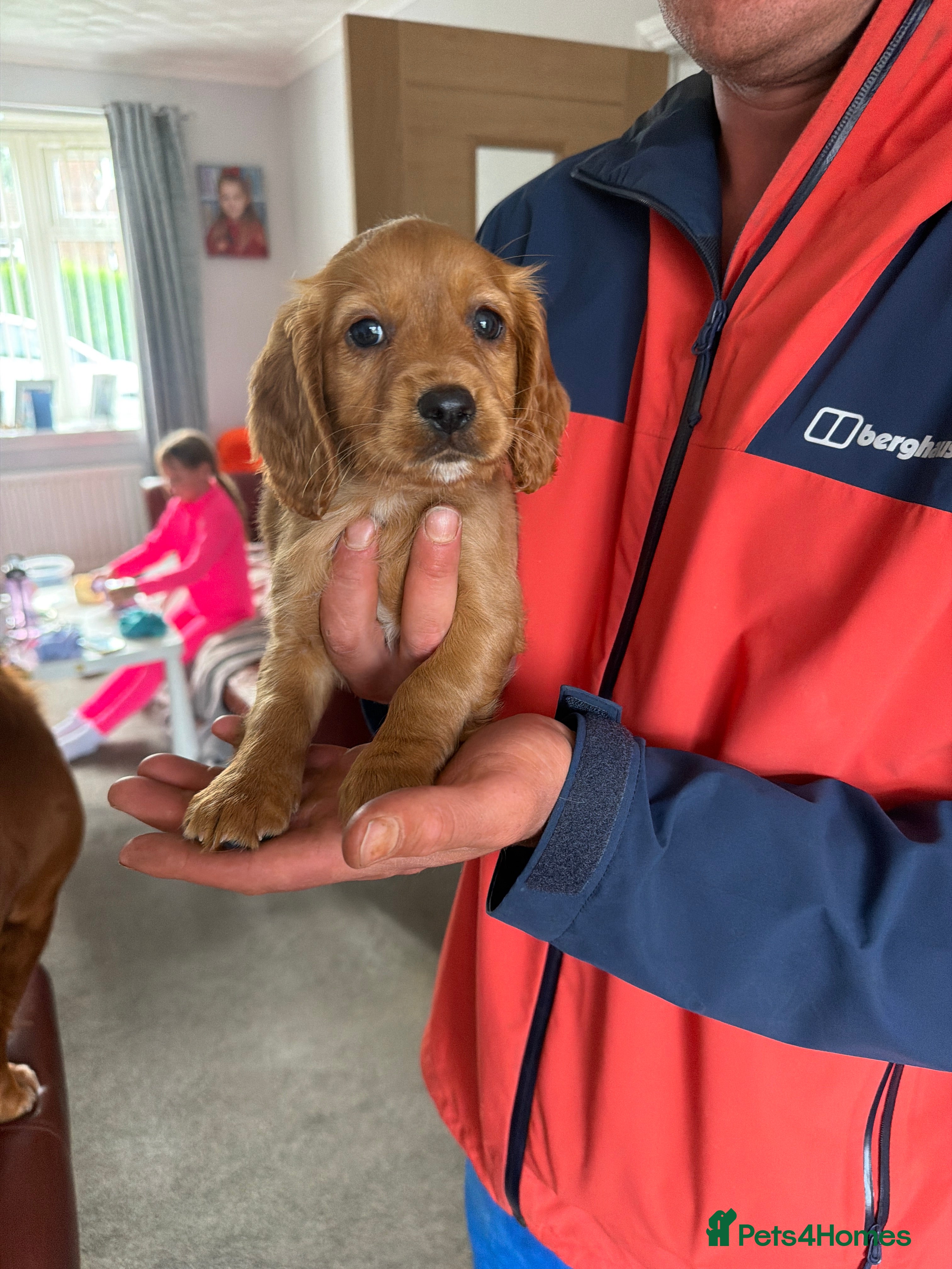 Cocker Spaniel dogs Red KC reg working cocker spaniels  - Advert 2