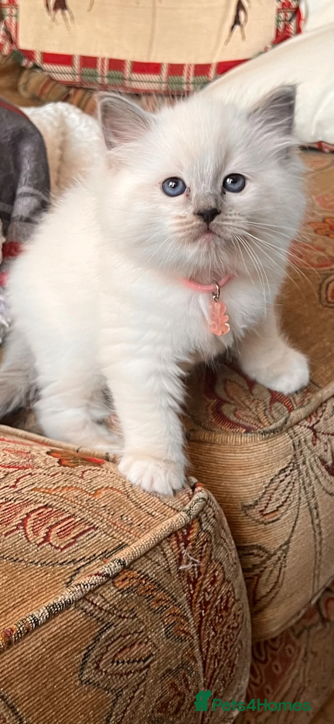 Ragdoll cats for sale: Litter of 6 ragdoll kittens - Advert 1