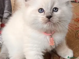 Ragdoll cats Litter of 6 ragdoll kittens - Advert 2