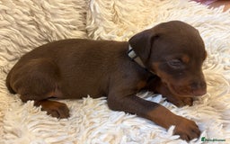 Dobermann dogs for sale: 12 stunning Doberman puppies - Image 26