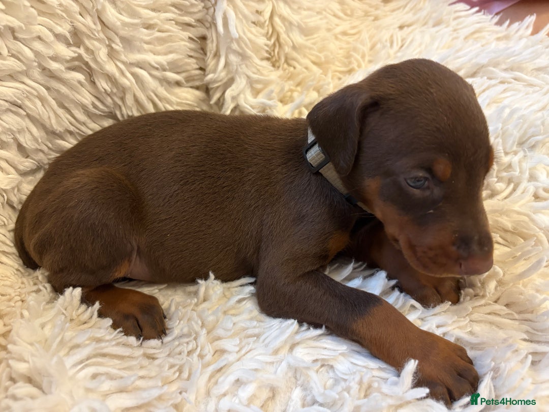 Dobermann dogs for sale: 12 stunning Doberman puppies - Image 26