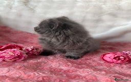 Maine Coon cats for sale: Silver Maine Coon X Russian Blue One Boy LEFT! 🩵 - Image 4