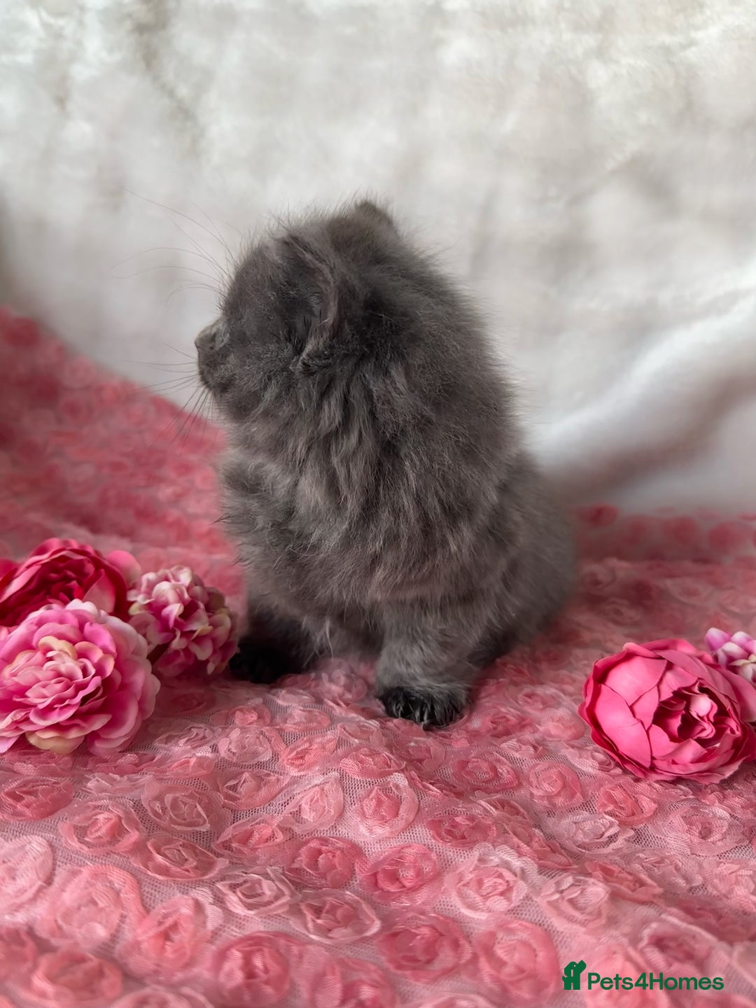 Maine Coon cats for sale: Silver Maine Coon X Russian Blue One Boy LEFT! 🩵 - Image 4