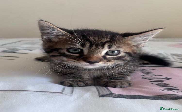 Mixed Breed cats - Advert 7