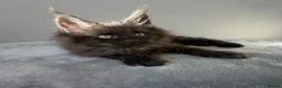 Maine Coon cats for sale: ⭐️ Outstanding TICA Maine Coons ⭐️ - Russian Lines in Halifax - Advert 14