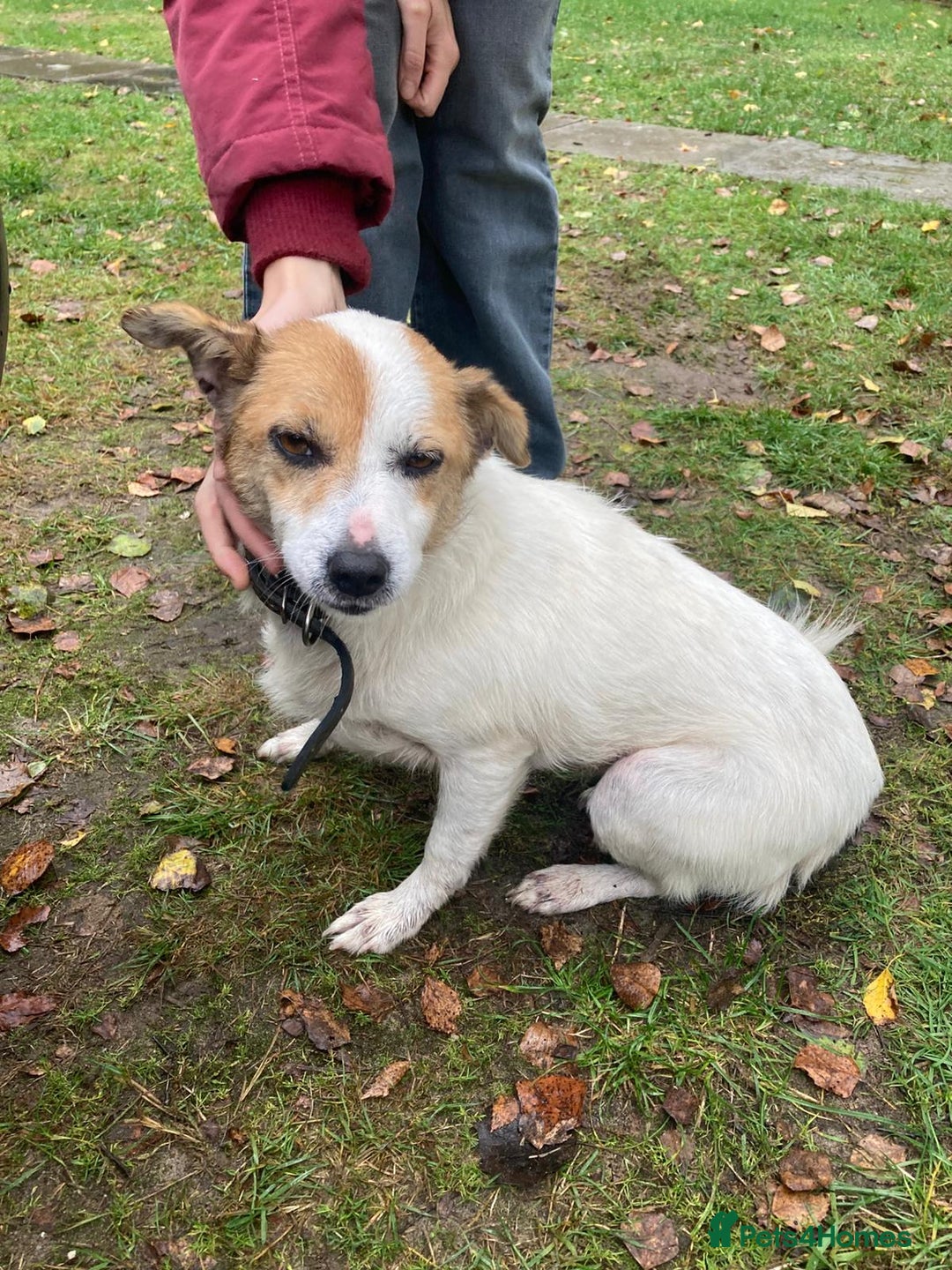 Jack Russell dogs for adoption: Jackie: The Little Dog Left to Freeze - Image 12