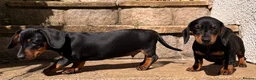 Miniature Dachshund dogs for sale: Last Girl & Boy - Miniature Dachshund Puppies - Advert 8