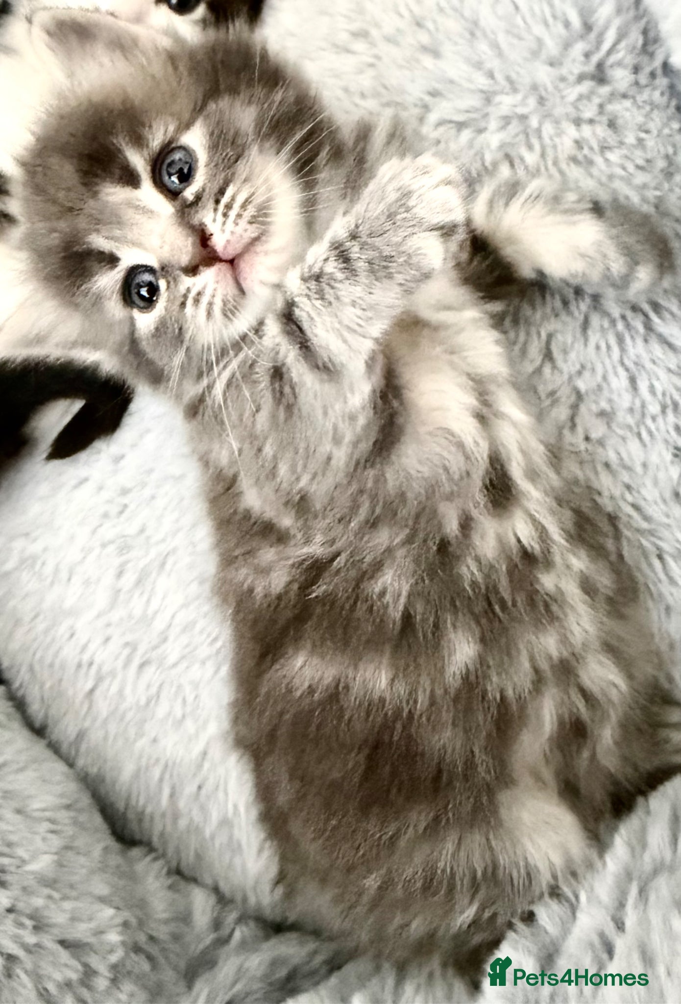 Mixed Breed cats for sale: Gorgeous, lovely Tabby kittens looking for home💕 - Advert 19