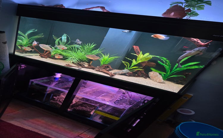 Other/Mixed Breed fish - Advert 1