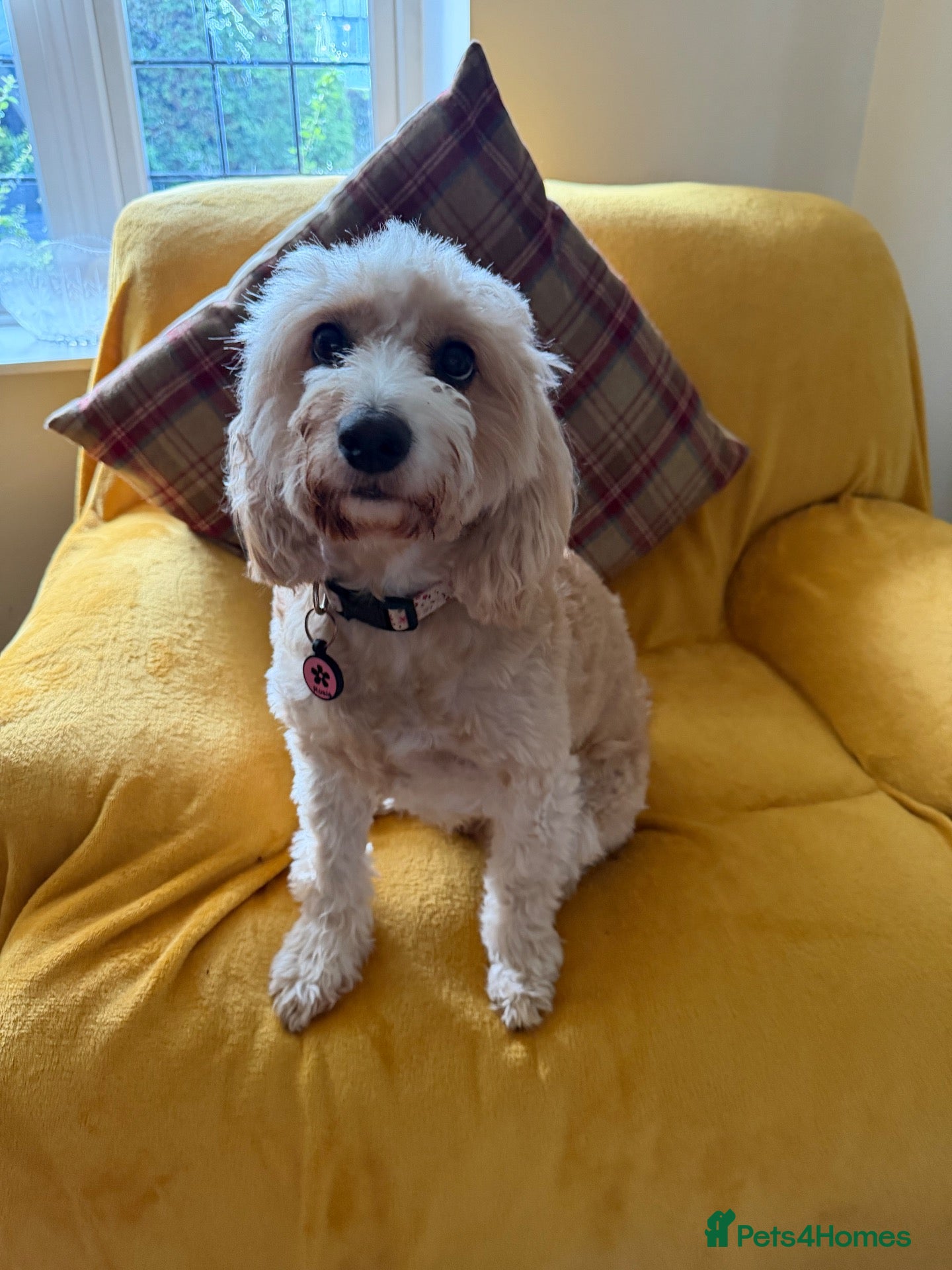 Cockapoo dogs Very Special Retirement Home Wanted - Advert 2