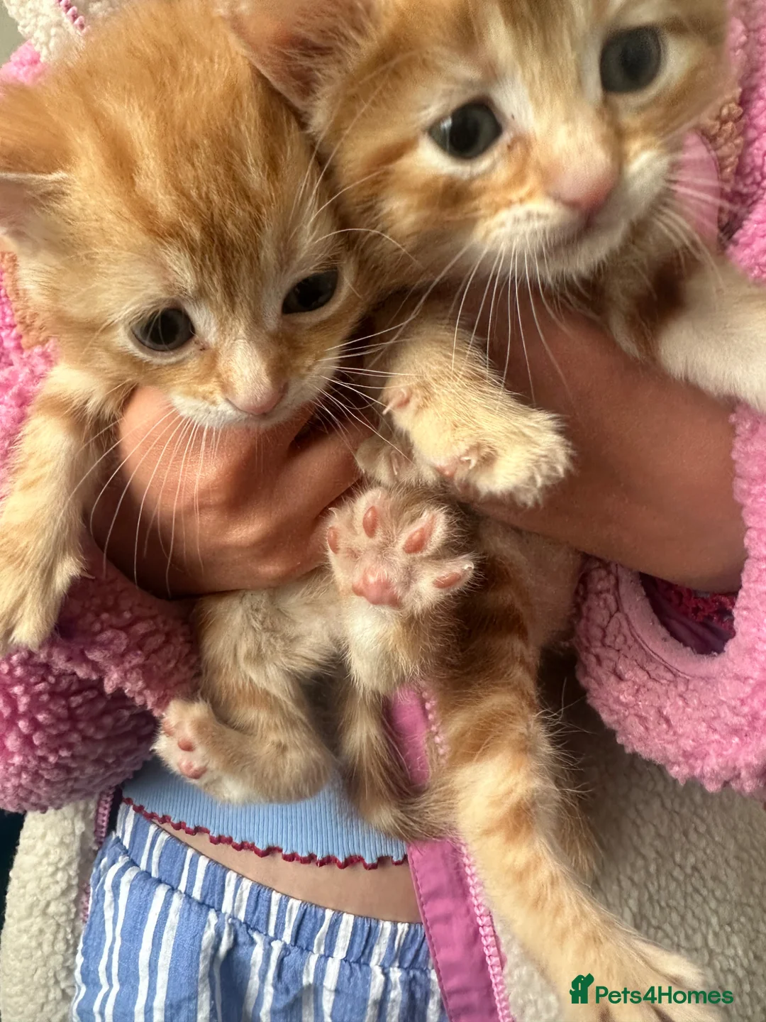 Mixed Breed cats for sale: 4 fluffy ginger kittens - Advert 5