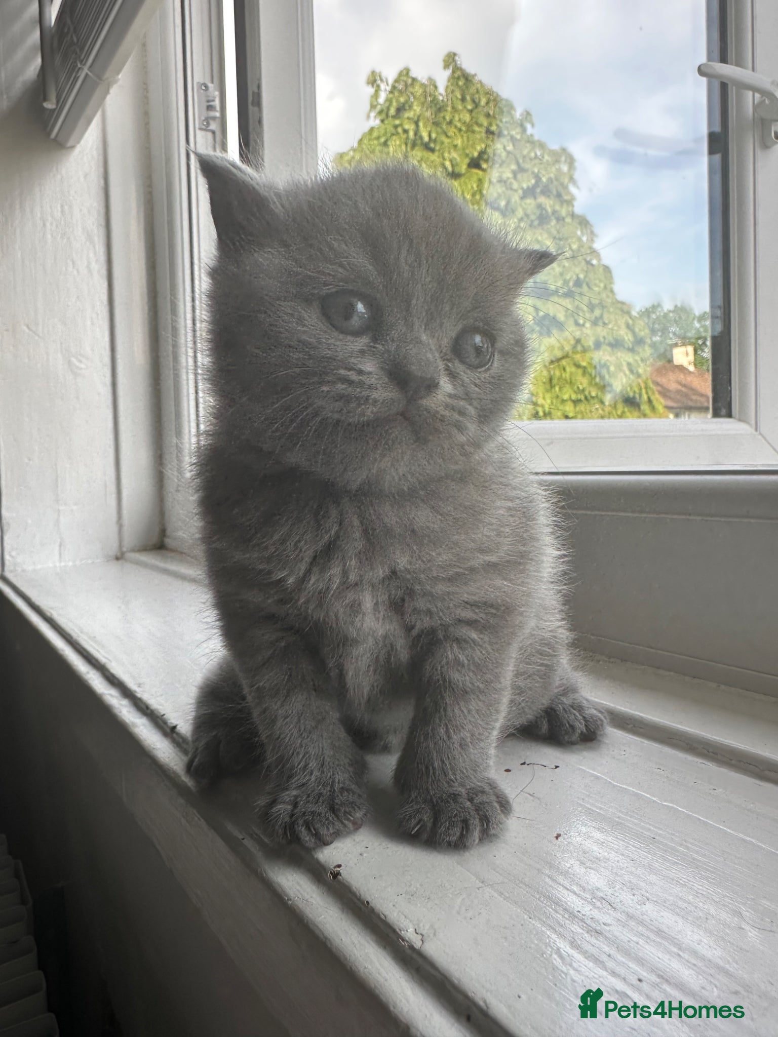 British Shorthair cats for sale: cute British shorthair kittens  - Advert 4