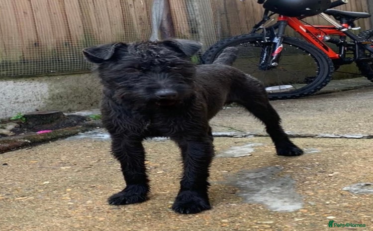 Patterdale Terrier dogs in Gravesend - Advert 1