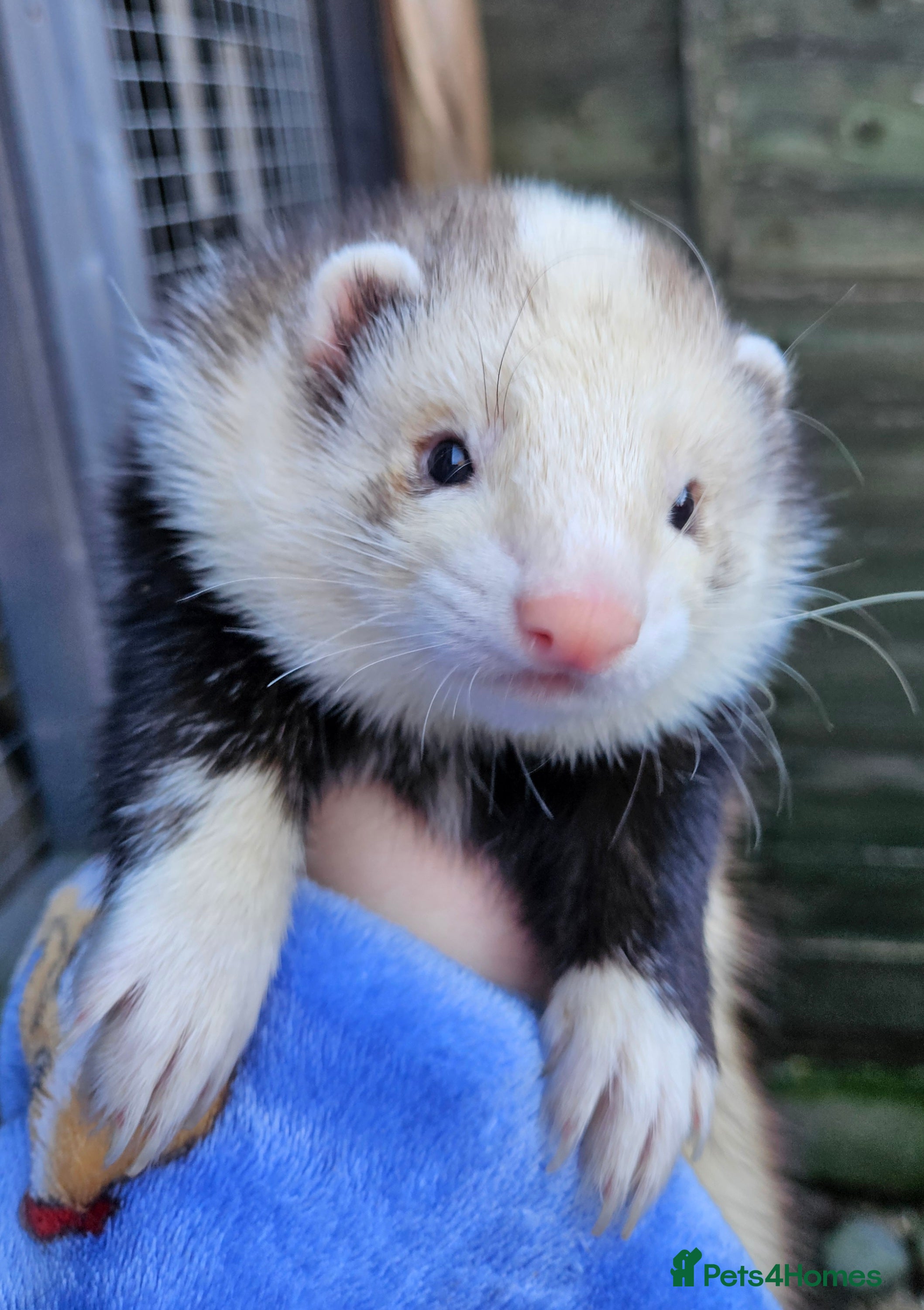 Ferret rodents for sale: 3 hob ferrets tame neutered  - Advert 4