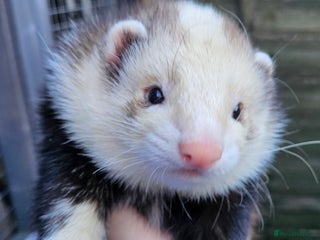 Ferret rodents for sale: 3 hob ferrets tame neutered - Advert 4