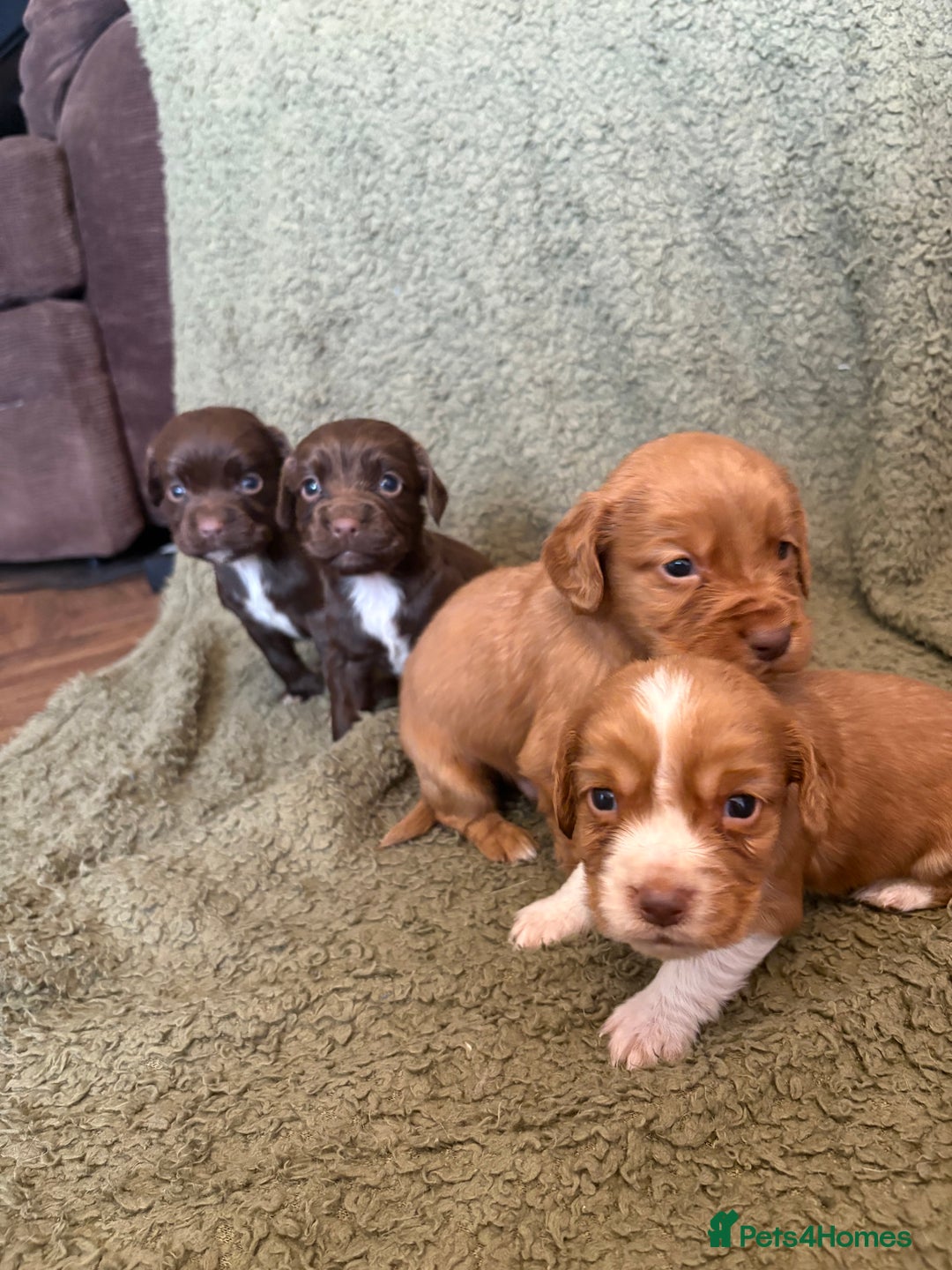 Cocker Spaniel dogs for sale: Kc registered Cocker Spaniel  - Image 14