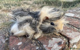Guinea Pig rodents for sale: Baby Guinea Pigs for sale  - Image 9
