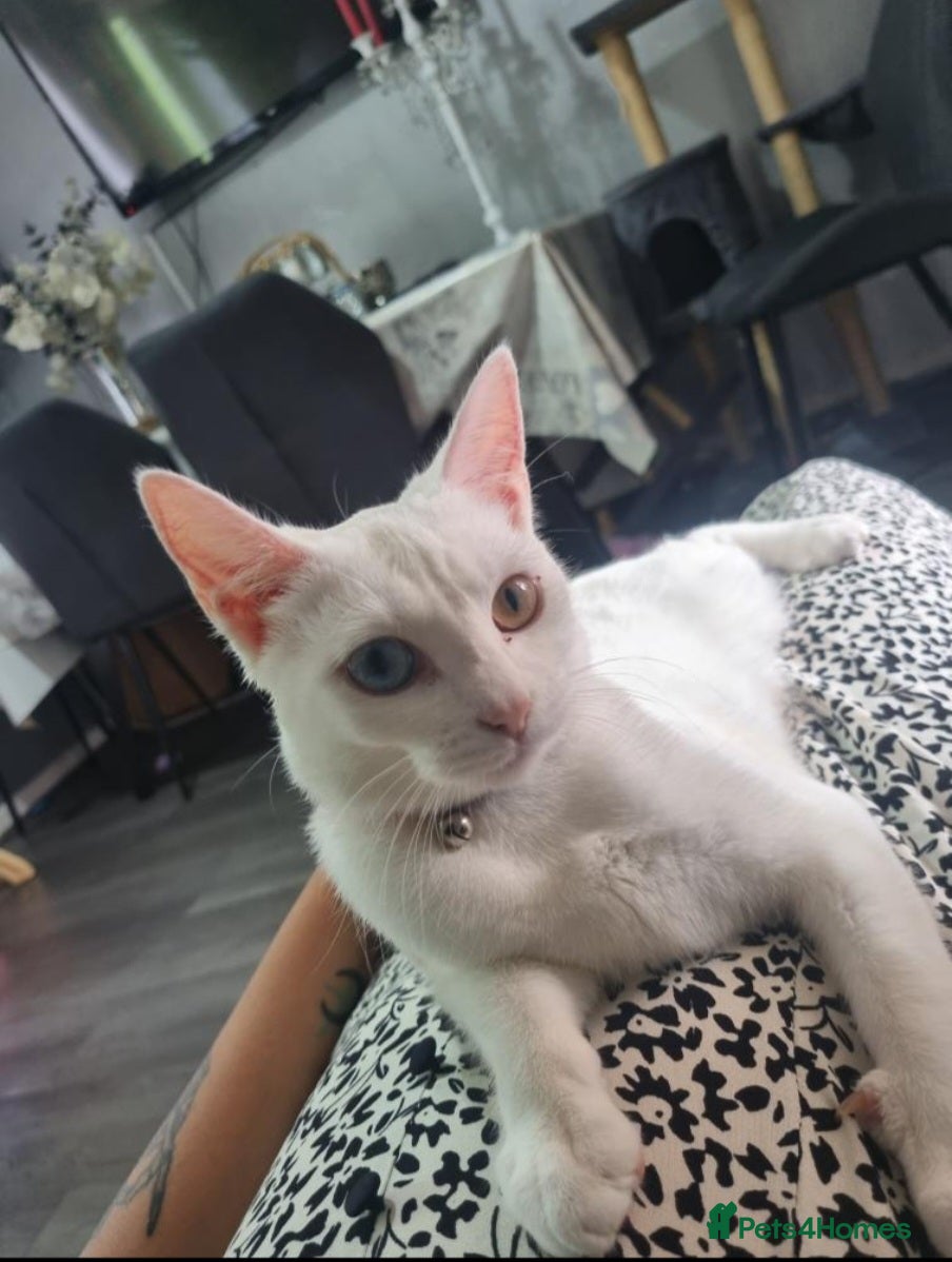 Khao Manee cats 2 famele kittens for sale - Advert 17