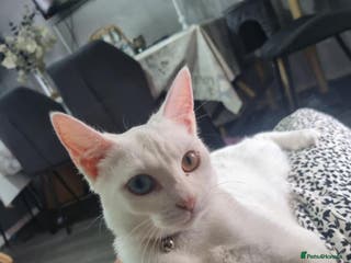 Khao Manee cats Khao Manee kittens for sale - Advert 2