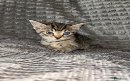 Bengal cats for sale: Four beautiful baby girl kittens  - Image 6