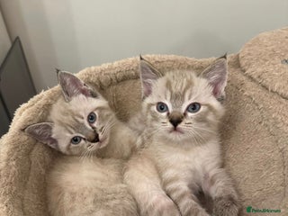 Ragdoll cats Baby Boy ragdoll kitten - READY FOR CHRISTMAS - Advert 1