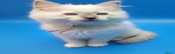 Ragdoll cats for sale: Purebred, Registered rare lilac point male - Advert 13