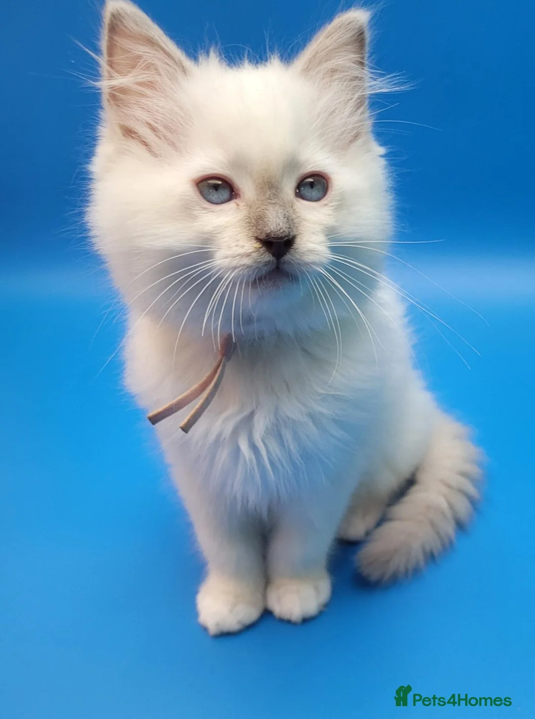 Ragdoll cats for sale: Purebred, Registered rare lilac point male - Advert 13