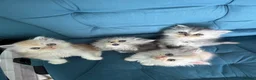 Persian cats for sale: Beautiful Persian Kittens Available forLovingHomes - Advert 8