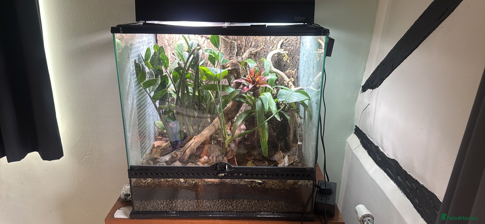 Frog reptiles RETF in an Exo Terra 60x60x45 Bioactive Terrarium - Advert 2