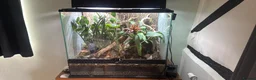 Frog reptiles for sale: RETF in an Exo Terra 60x60x45 Bioactive Terrarium in Tadley - Advert 1