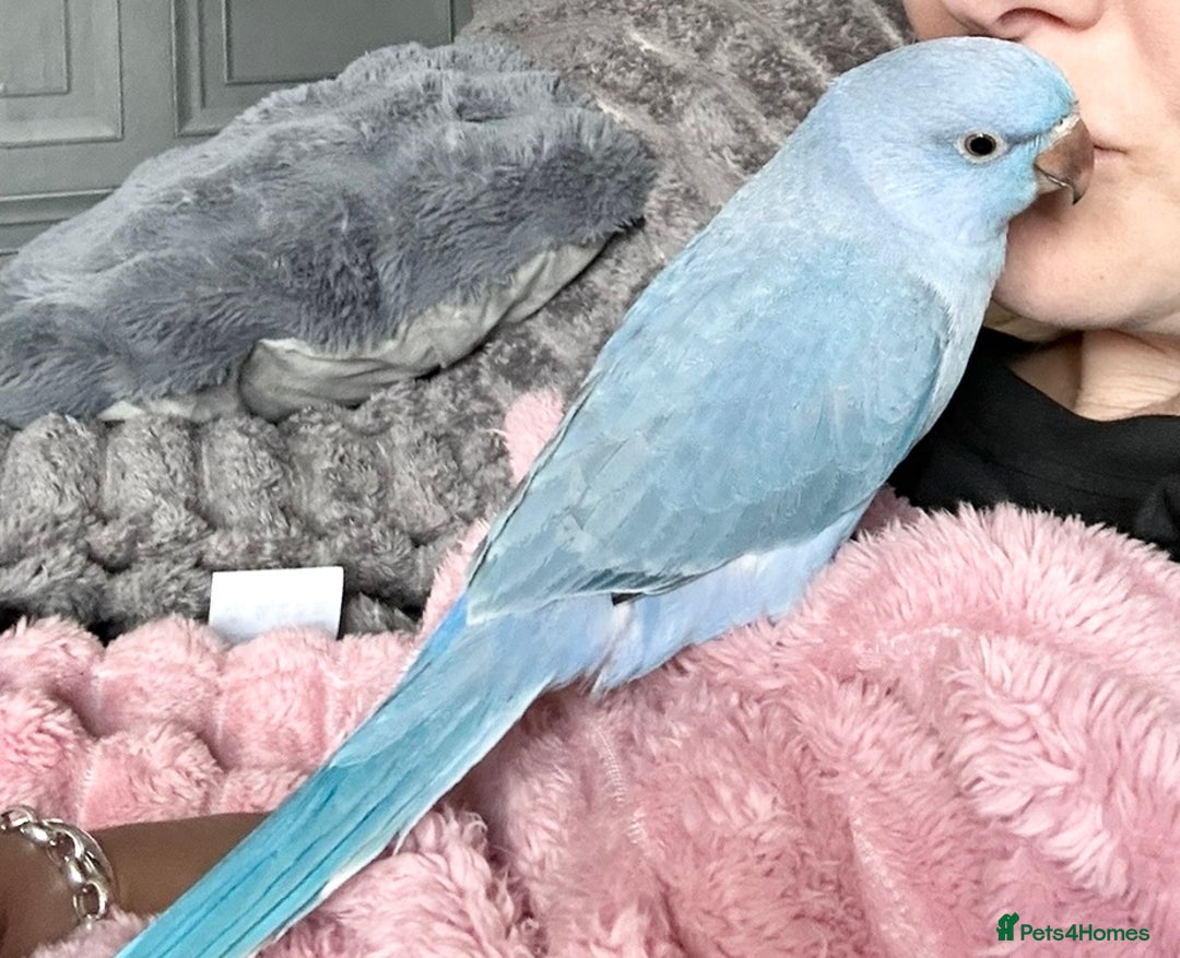 Ringnecks birds for sale: Super tame blue ring neck  - Image 1