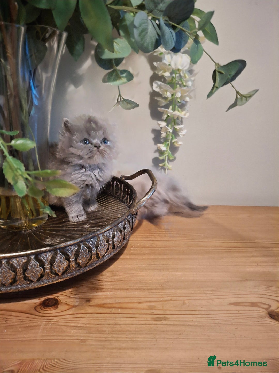 Persian cats for sale: Persian kittens - Image 4