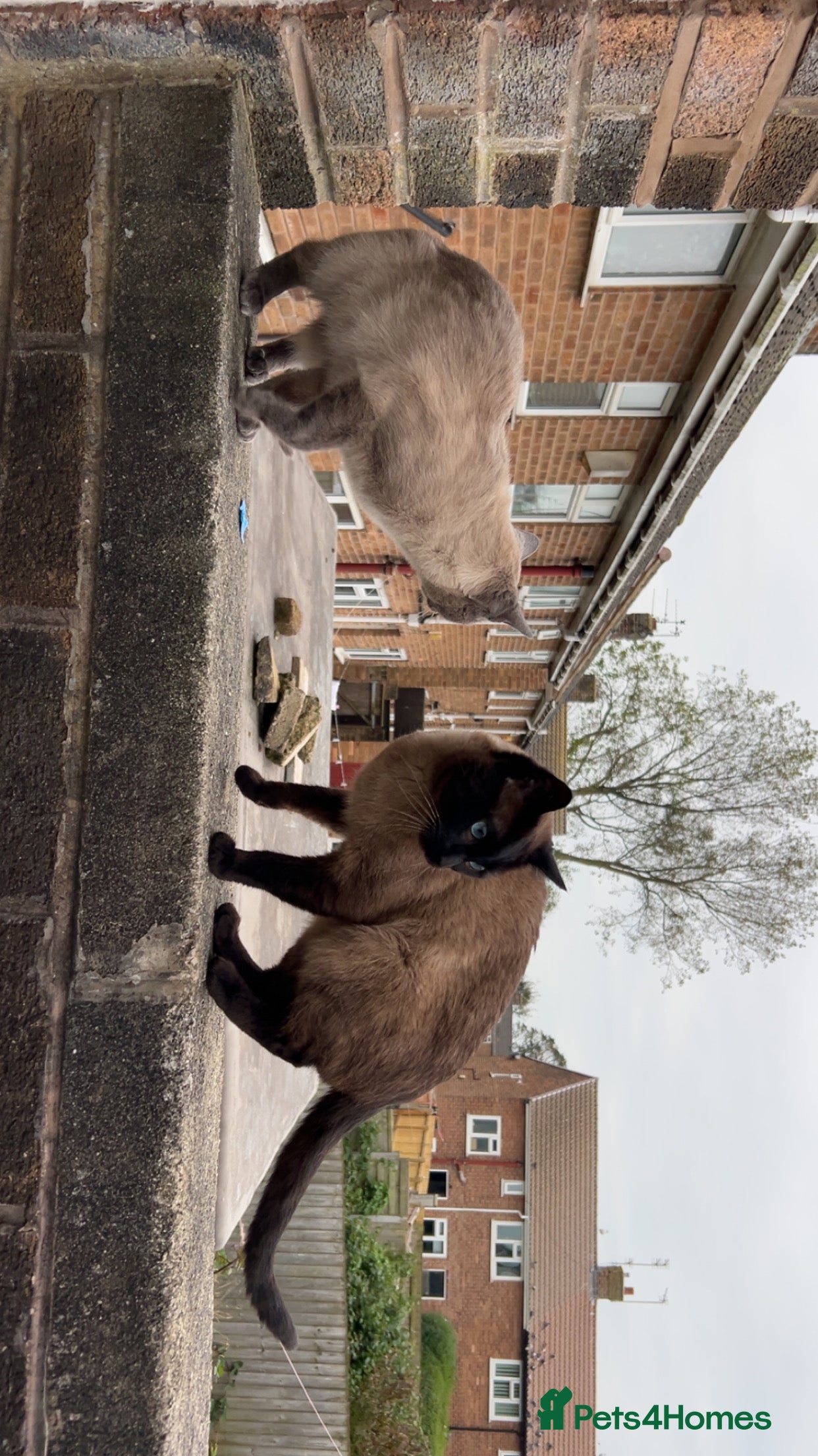 Siamese cats Ragdoll x Siamese cat - Advert 13