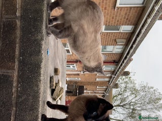 Siamese cats Ragdoll x Siamese cat - Advert 1