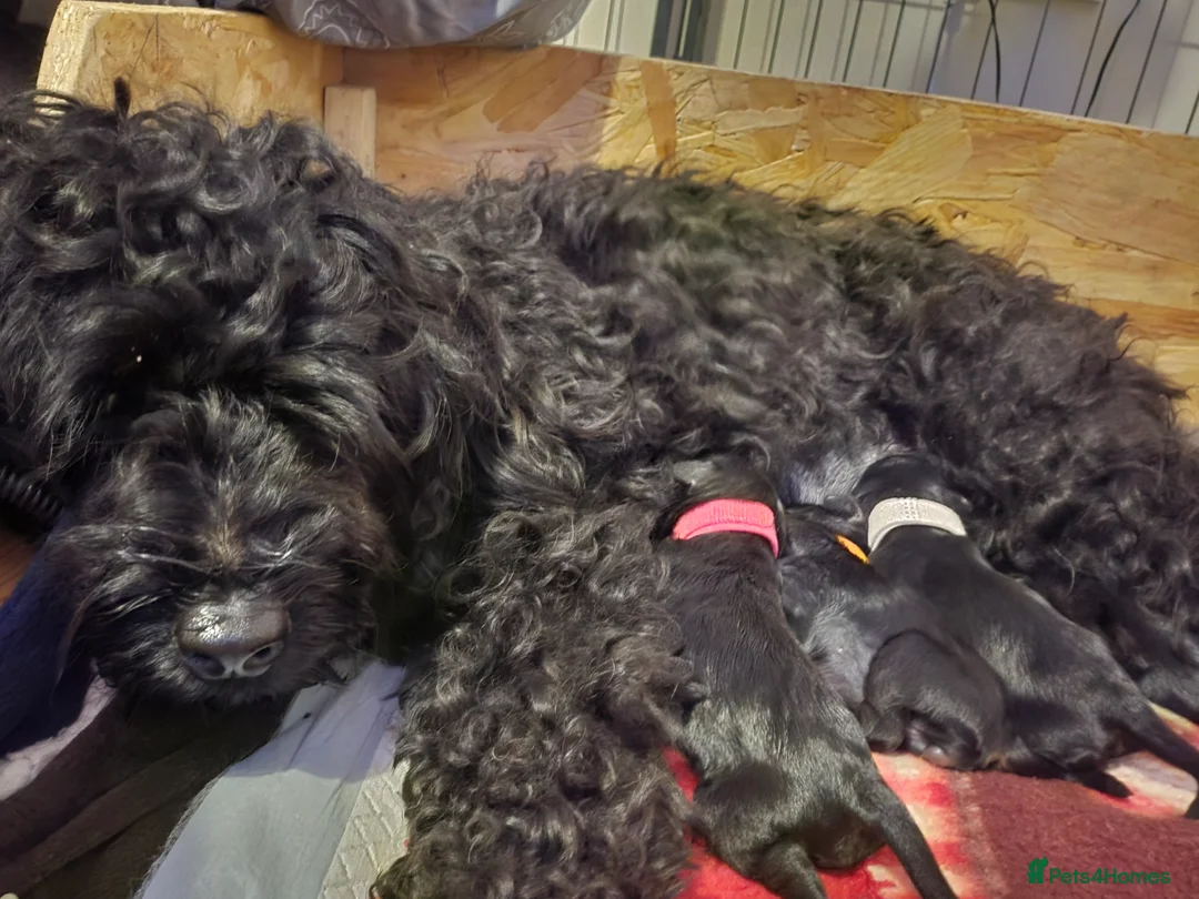 Cockapoo dogs for sale: F1B Toy Cockapoo Puppies - Advert 10