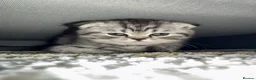 Scottish Fold cats for sale: Adorable Scottish fold kittens for sale🐾 - Advert 5