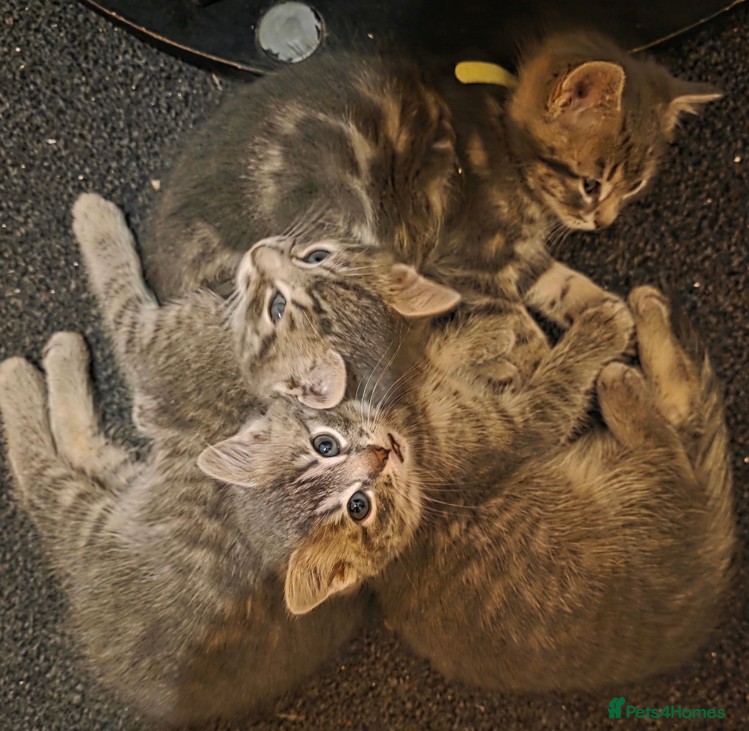 Mixed Breed cats GREY MIXED TABBY X3 - Advert 2