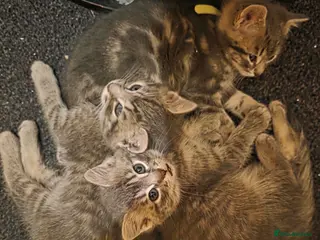 Mixed Breed cats GREY MIXED TABBY X3 - Advert 1