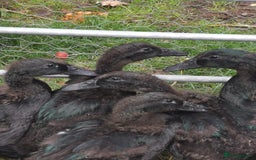 Ducks poultry for sale: Cayuga Ducklings - Image 2