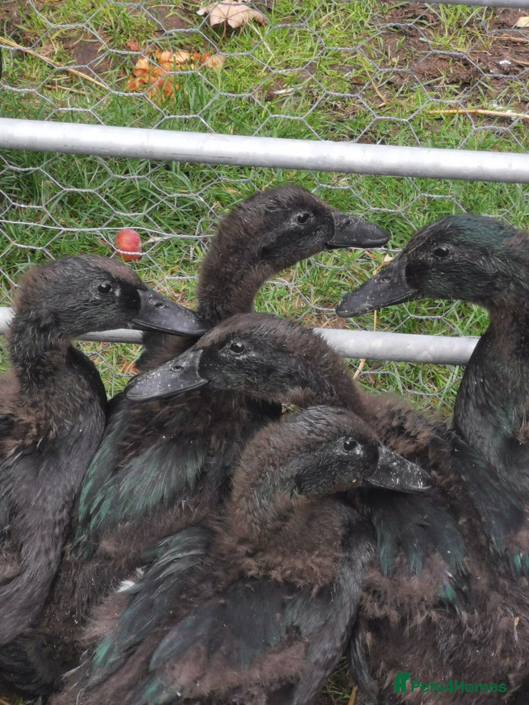 Ducks poultry for sale: Cayuga Ducklings - Image 2