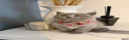 Scottish Fold cats for sale: Last Scottish lillac girl  - Advert 8